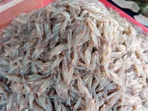 Dulong Fish of the Philippines .
